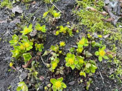 Hacquetia epipactis Marz 2025.jpg