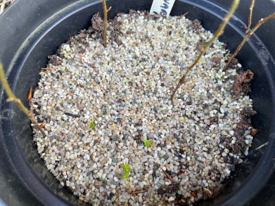 Stewartia monadelpha Germination March 2025.jpg