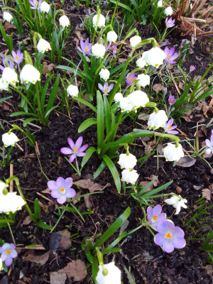 Leucojum vernum u.a.