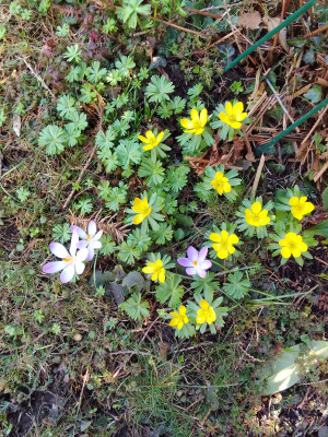 Eranthis hyemalis  u.a.