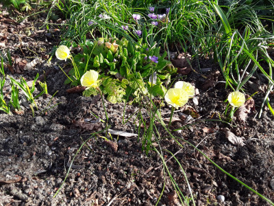 Narcissus Julia Jane