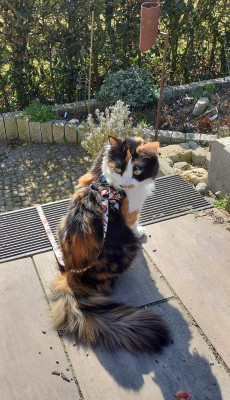 Mein Revier, Terrasse