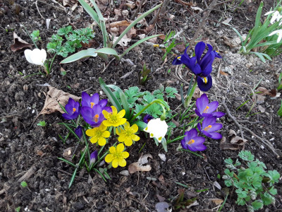 Iris reticulata
