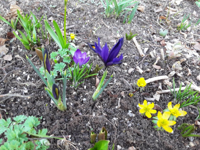 Iris reticulata Harmony