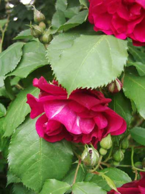 Gloire_des_Rosomanes_Bluete_Kopie2..jpg