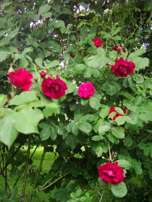 Gloire_des_Rosomanes2__Kopie.jpg