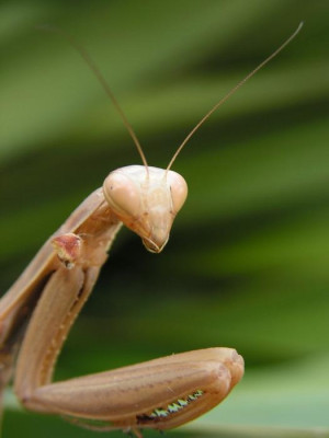 mantis_sept_2008_-_0014a.jpg