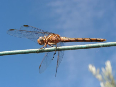 libelle_02a.jpg