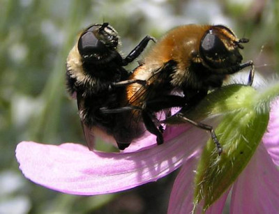 Merodon_equestris_-_Narzissenschwebfliege_02.jpg