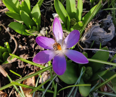 Krokus-Besucher.jpg