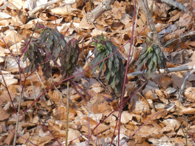 P1010341.JPG