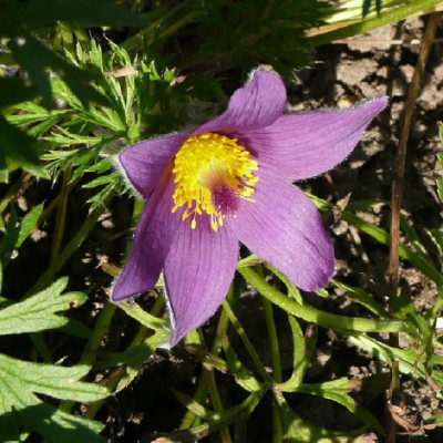 pulsatilla081013.jpg