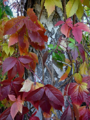 herbst081013.jpg