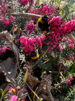 Rechte Hummel, am anfang des ersten gelbe Streifen