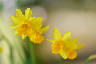 Tete-a-Tete-Mar1025_036-2.jpg