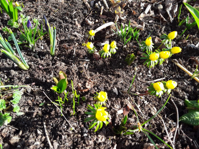 Eranthis cilicica
