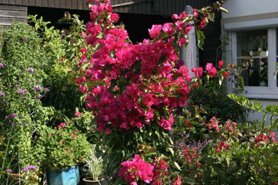 Bougenvillea1308.jpg