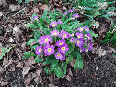 Primula veris