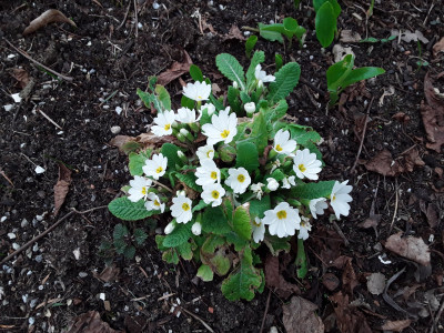 Primula veris