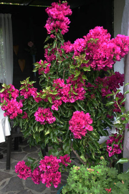 Bougenvillea1208.jpg