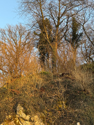 Beim Vergrößern am Stammfuß des großen Baum schauen um die weißen Punkte zu entdecken