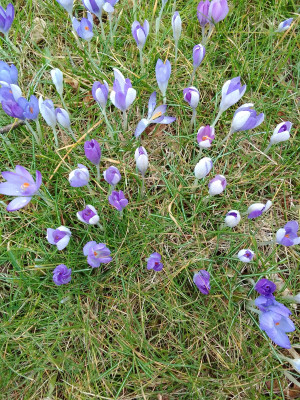 Crocus tommasianus
