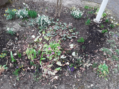 Galanthus, Primel u.a.