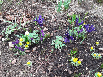 Iris, Eranthis u.a.