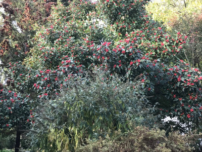 Crataegus lavallei und Buddleja (1).JPG