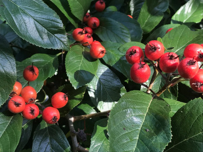 Crataegus lavallei  (1).JPG