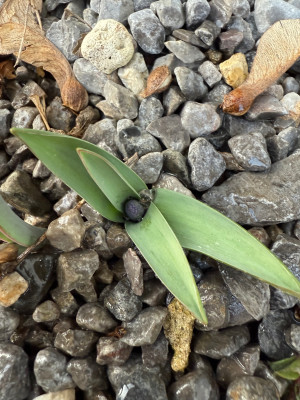 Muscari Botryoides &quot;Superstar&quot;