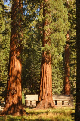 Sequoiadendron-2008-10-13a.jpg