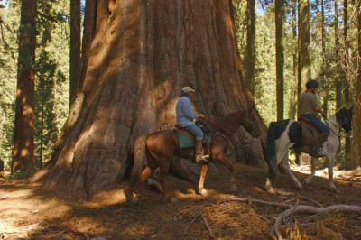 Sequoiadendron-2008-10-13b.jpg