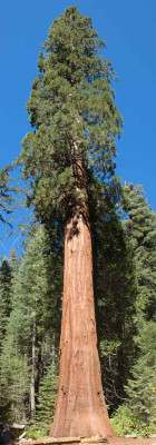 Sequoiadendron-2008-10-13c.jpg