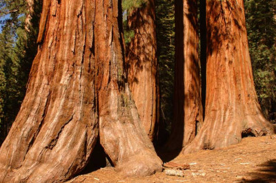 Sequoiadendron-2008-10-13d.jpg