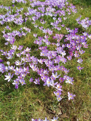 Elfenkrokusse