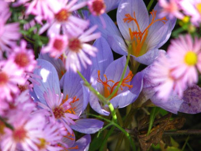 crocus2.jpg