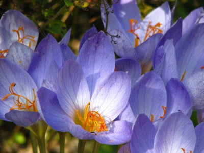 crocus3.jpg