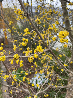 Cornus_mas_Golden_Glory.JPG