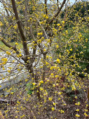 Cornus_mas_variegata.JPG