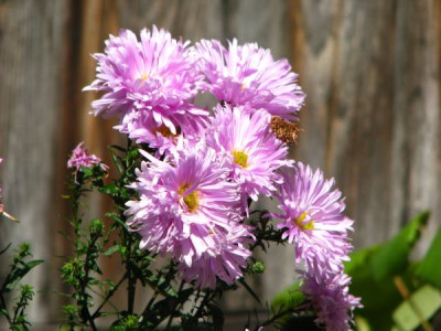 aster_gefullt.jpg