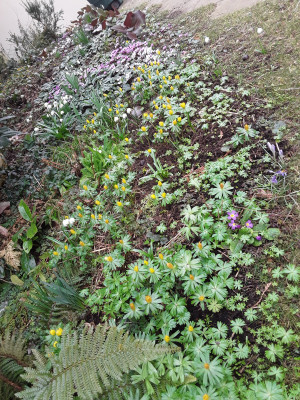 Eranthis und Cyclamen