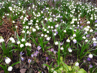 Leucojum im Schattenbeet