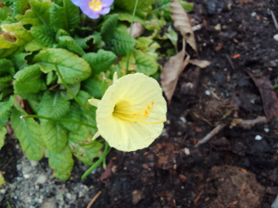 N. Julia Jane