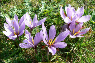 Crocus_sativus_081013b.jpg
