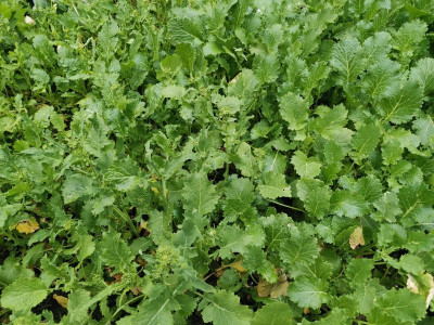 Cima di rapa 120-150d 20250313.jpeg