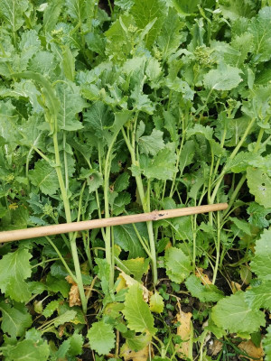 Cima di rapa 120d 20250312.jpeg