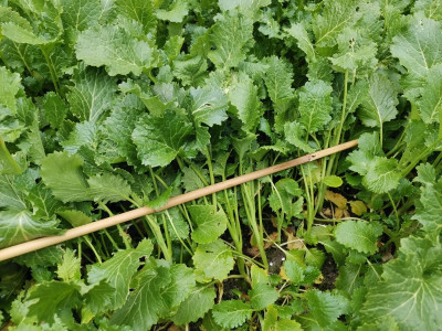 Cima di rapa 150d 20250312.jpeg