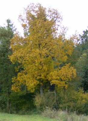 baum-unbekannt.jpg