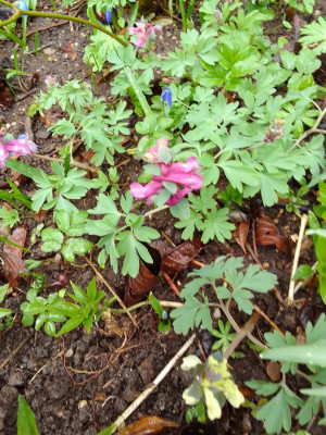Corydalis